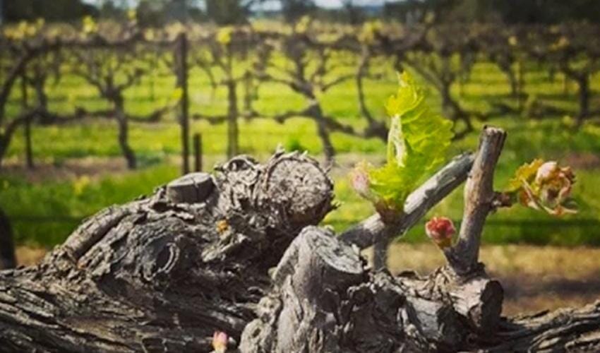 Vineyards