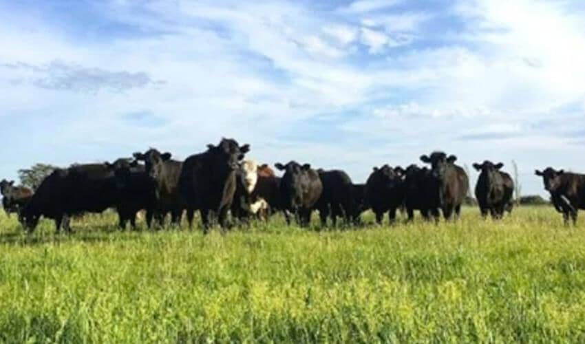 O'Conner cows